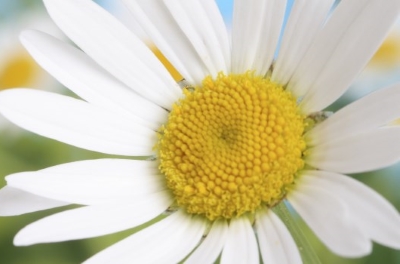 daisy-sm.jpg - 58.91 kB