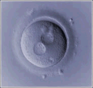 Embryos - LifeStart Fertility Center